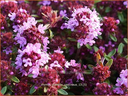 Thymus praecox &#039;Coccineus&#039; | Kruiptijm, Tijm