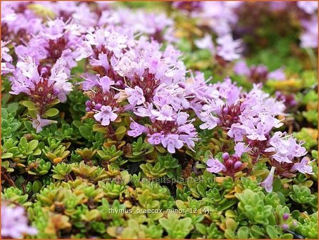 Thymus praecox &#039;Minor&#039; | Kruiptijm, Tijm | Fr&uuml;hbl&uuml;hender Thymian