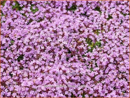 Thymus praecox &#039;Minor&#039; | Kruiptijm, Tijm | Fr&uuml;hbl&uuml;hender Thymian