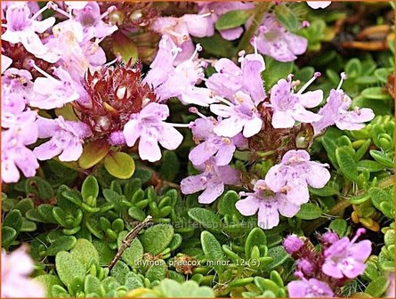 Thymus praecox &#039;Minor&#039; | Kruiptijm, Tijm | Fr&uuml;hbl&uuml;hender Thymian