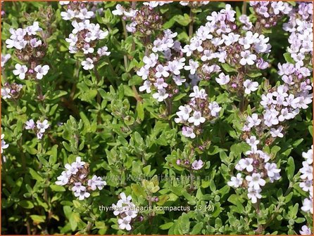 Thymus vulgaris &#039;Compactus&#039; | Kruiptijm, Tijm