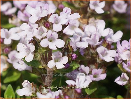 Thymus vulgaris &#039;Compactus&#039; | Kruiptijm, Tijm