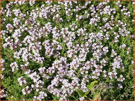 Thymus vulgaris &#039;Compactus&#039; | Kruiptijm, Tijm