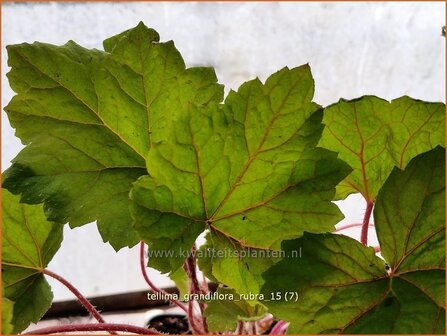 Tellima grandiflora &#039;Rubra&#039; | Franjekelk