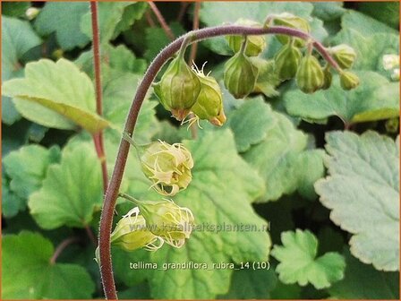 Tellima grandiflora &#039;Rubra&#039; | Franjekelk