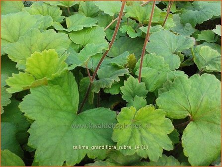 Tellima grandiflora &#039;Rubra&#039; | Franjekelk