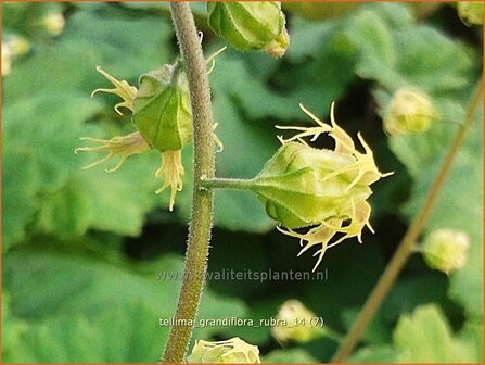 Tellima grandiflora &#039;Rubra&#039; | Franjekelk