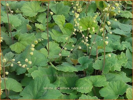 Tellima grandiflora &#039;Rubra&#039; | Franjekelk