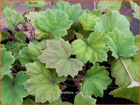 Tellima grandiflora &#039;Rubra&#039; | Franjekelk