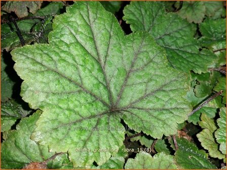 Tellima grandiflora &#039;Rubra&#039; | Franjekelk