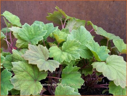 Tellima grandiflora &#039;Rubra&#039; | Franjekelk