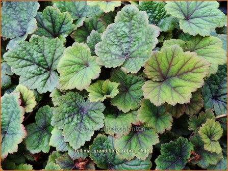 Tellima grandiflora &#039;Rubra&#039; | Franjekelk