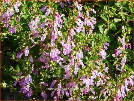 Teucrium chamaedrys | Echte gamander, Muurgamander, Gamander | Echter Gamander