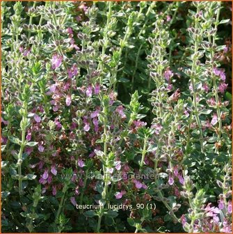 Teucrium lucidrys | Gamander