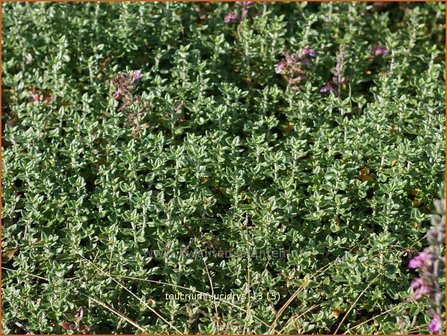 Teucrium lucidrys | Gamander