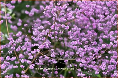 Thalictrum delavayi &#039;Hewitt&#039;s Double&#039; | Chinese ruit, Ruit | Delavays Wiesenraute