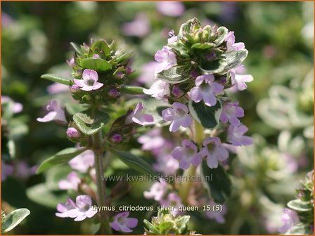 Thymus citriodorus &#039;Silver Queen&#039; | Citroentijm, Tijm