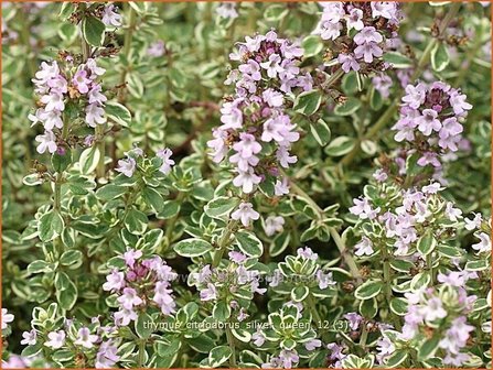 Thymus citriodorus &#039;Silver Queen&#039; | Citroentijm, Tijm