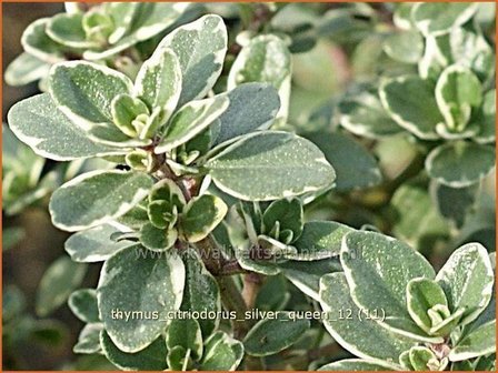 Thymus citriodorus &#039;Silver Queen&#039; | Citroentijm, Tijm