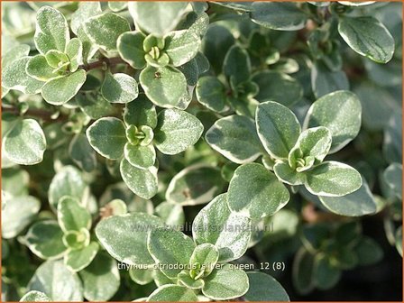 Thymus citriodorus &#039;Silver Queen&#039; | Citroentijm, Tijm