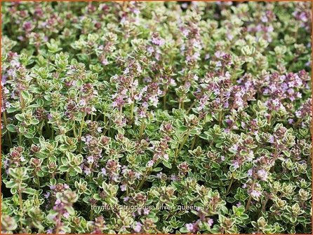 Thymus citriodorus &#039;Silver Queen&#039; | Citroentijm, Tijm