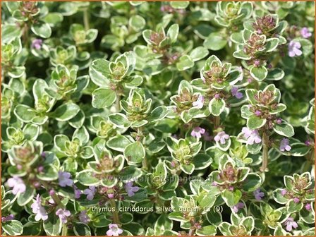 Thymus citriodorus &#039;Silver Queen&#039; | Citroentijm, Tijm