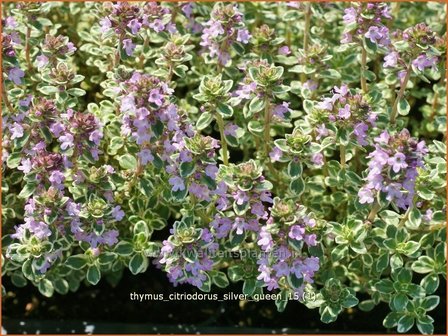 Thymus citriodorus &#039;Silver Queen&#039; | Citroentijm, Tijm