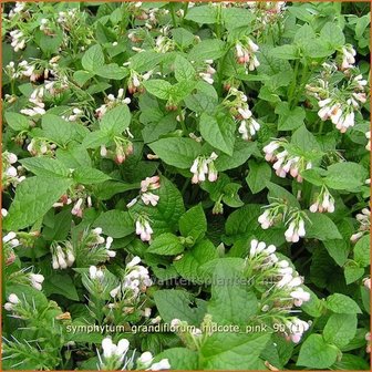 Symphytum grandiflorum &#039;Hidcote Pink&#039; | Smeerwortel