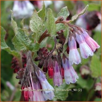 Symphytum grandiflorum &#039;Miraculum&#039; | Smeerwortel