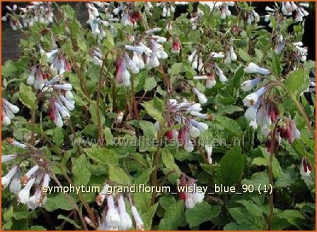 Symphytum grandiflorum &#039;Wisley Blue&#039; | Smeerwortel