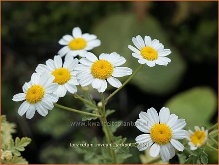 Tanacetum niveum &#039;Jackpot&#039; | Moederkruid, Wormkruid