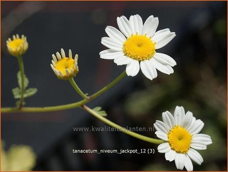 Tanacetum niveum &#039;Jackpot&#039; | Moederkruid, Wormkruid