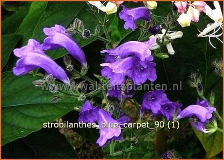 Strobilanthes &#039;Blue Carpet&#039; | Trompetkruid