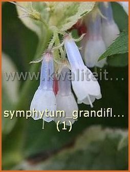 Symphytum grandiflorum &#039;Goldsmith&#039; | Smeerwortel