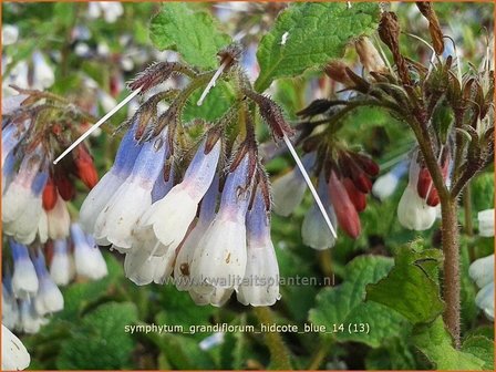 Symphytum grandiflorum &#039;Hidcote Blue&#039; | Smeerwortel