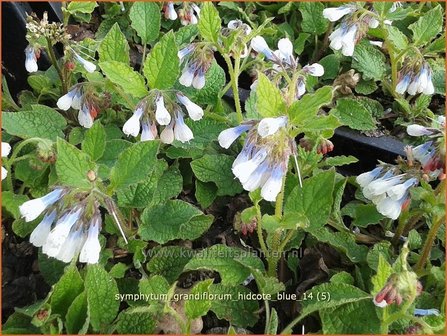 Symphytum grandiflorum &#039;Hidcote Blue&#039; | Smeerwortel