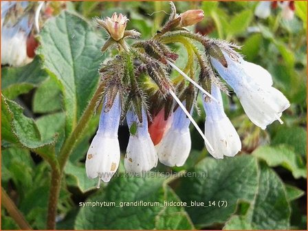 Symphytum grandiflorum &#039;Hidcote Blue&#039; | Smeerwortel