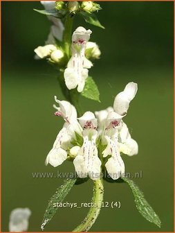 Stachys recta | Bergandoorn