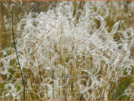 Stipa pennata | Vedergras