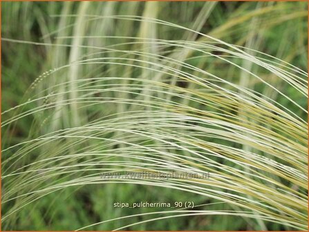 Stipa pulcherrima | VedergrasStipa pulcherrima | Vedergras