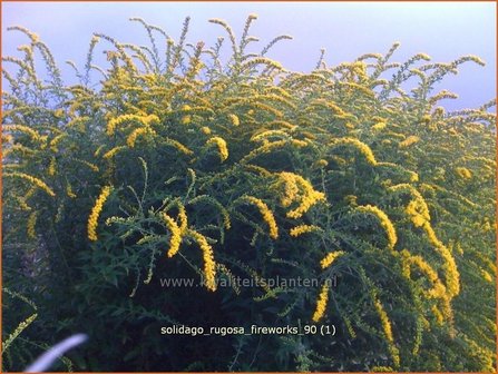 Solidago rugosa &#039;Fireworks&#039; | Guldenroede