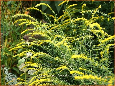 Solidago rugosa &#039;Fireworks&#039; | Guldenroede