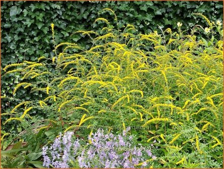 Solidago rugosa &#039;Fireworks&#039; | Guldenroede