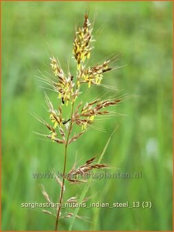 Sorghastrum nutans &#039;Indian Steel&#039; | Goudbaardgras