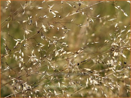 Sporobolus heterolepis | Prairiedropzaad, Parelgras | Pr&auml;rie-Tropfengras | Prairie Dropseed