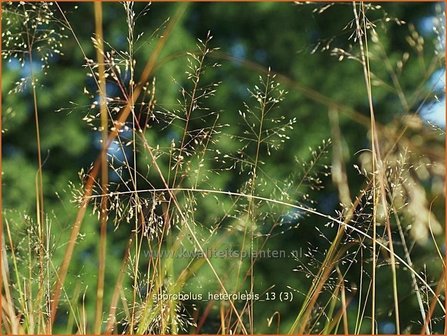 Sporobolus heterolepis | Prairiedropzaad, Parelgras | Pr&auml;rie-Tropfengras