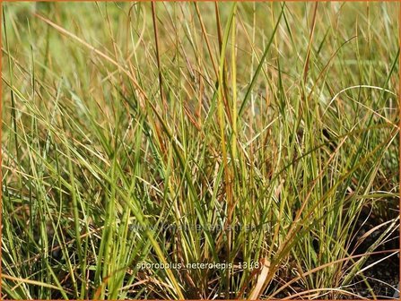 Sporobolus heterolepis | Prairiedropzaad, Parelgras | Pr&auml;rie-Tropfengras