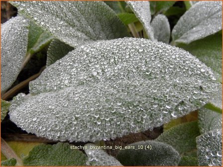 Stachys byzantina &#039;Big Ears&#039; | Ezelsoor, Andoorn, Bereoren