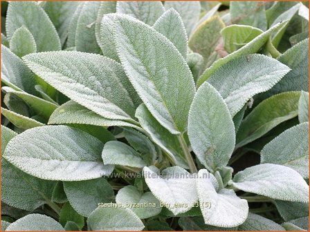 Stachys byzantina &#039;Big Ears&#039; | Ezelsoor, Andoorn, Bereoren