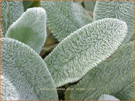 Stachys byzantina &#039;Silver Carpet&#039; | Ezelsoor, Andoorn, Bereoren